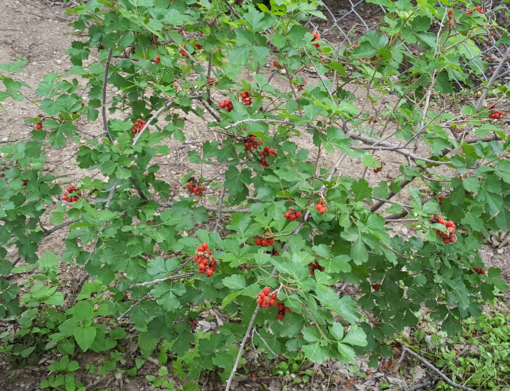 Sumac, aromatic (Rhus aromatica)