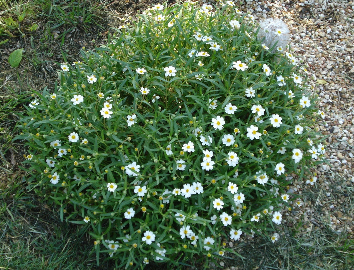 Blackfoot daisy (Melampodium leucanthum)