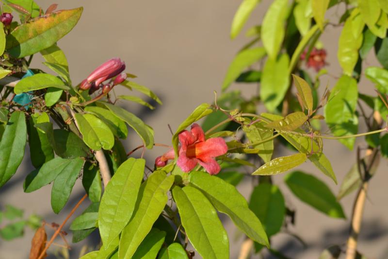 Crossvine Bignonia capreolata