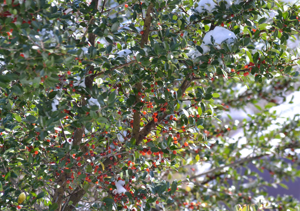 Yaupon holly (Ilex vomitoria)