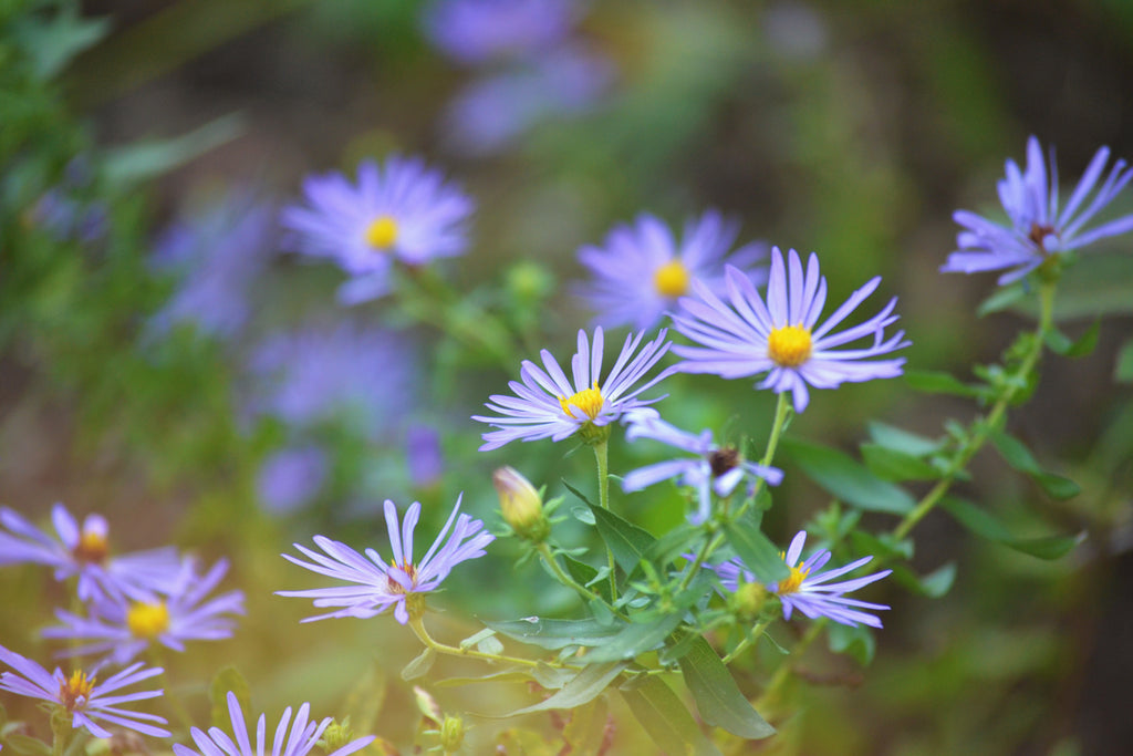 Fall aster (Symphyotrichum oblongifolium)