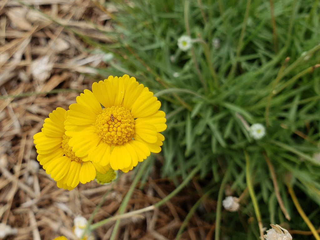 Four-nerve daisy (Tetraneuris scaposa)