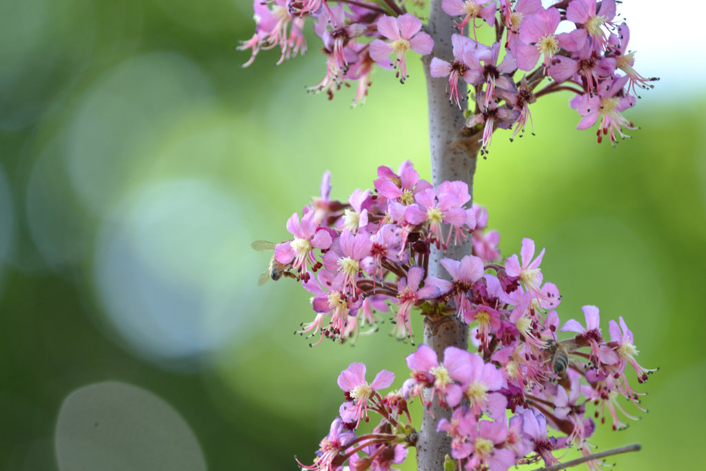 Mexican Buckeye (Ungnadia speciosa)