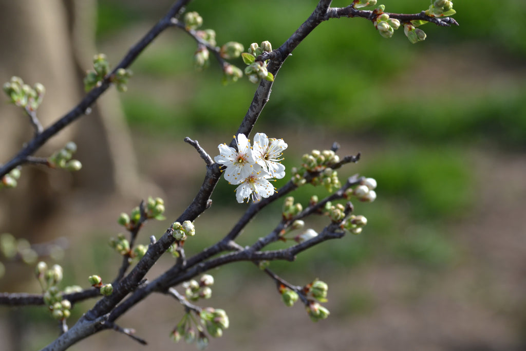 Mexican plum (Prunus mexicana)