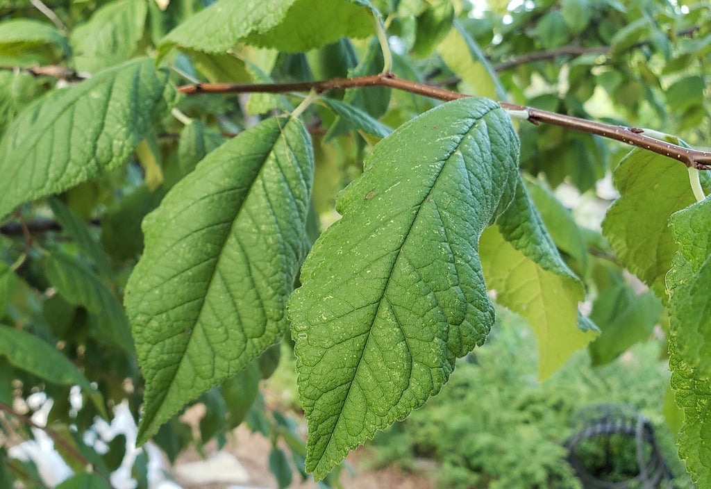 Mexican plum (Prunus mexicana)