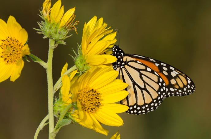 Maximilian Sunflower (Helianthus maximiliani)