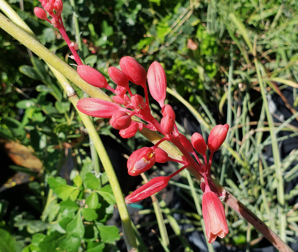 Yucca, Red (Hesperaloe parviflora)