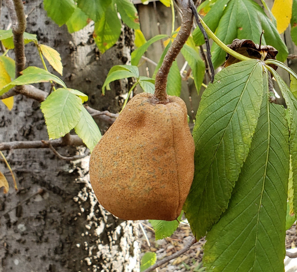 Red Buckeye (Aesculus pavia)