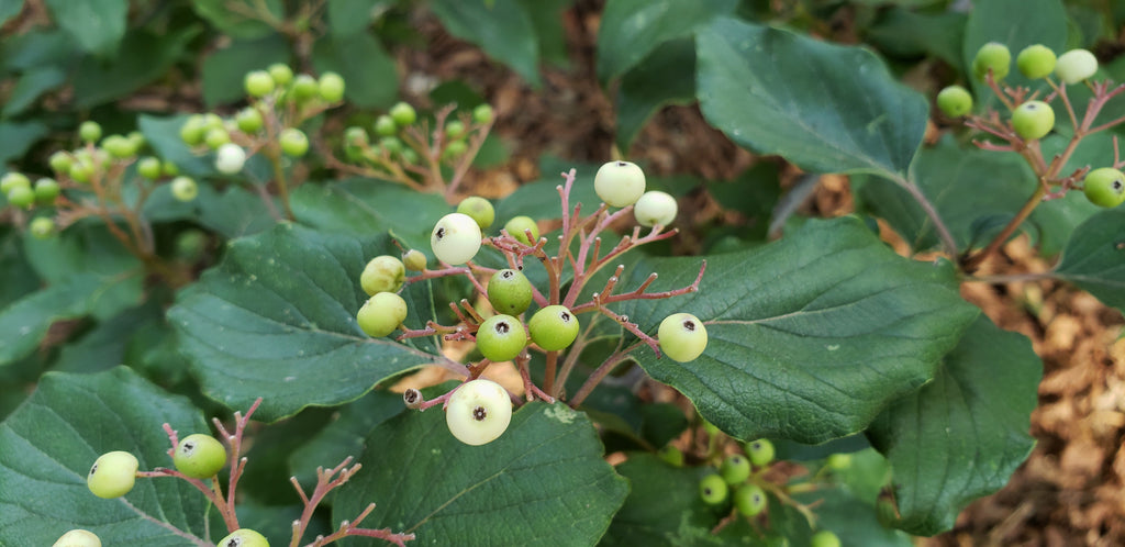 Roughleaf dogwood (Cornus drummondii)