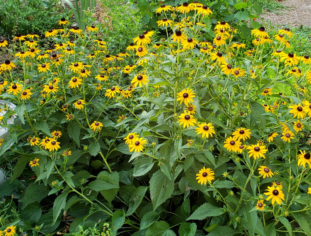 Black-Eyed Susan 'Goldsturm' (Rudbeckia fulgida var. sullivantii 'Goldsturm')