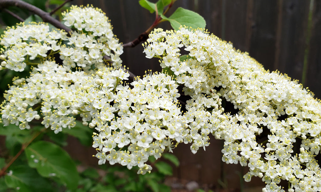 Rusty Blackhaw Viburnum (Viburnum rufidulum)