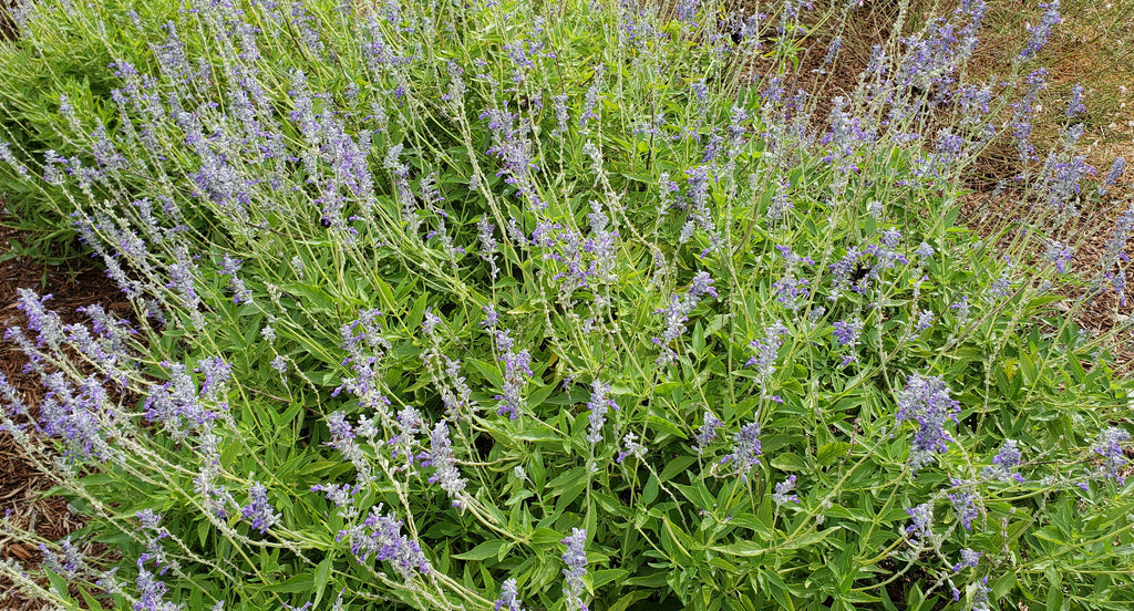 Salvia 'Henry Duelberg' (Salvia farinacea 'Henry Duelberg')