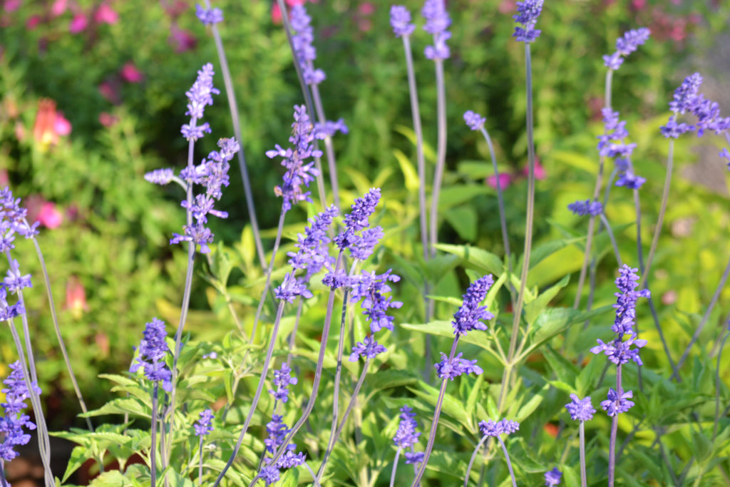 Salvia 'Henry Duelberg' (Salvia farinacea 'Henry Duelberg')