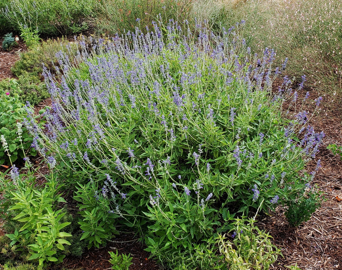 Salvia 'Henry Duelberg' (Salvia farinacea 'Henry Duelberg')