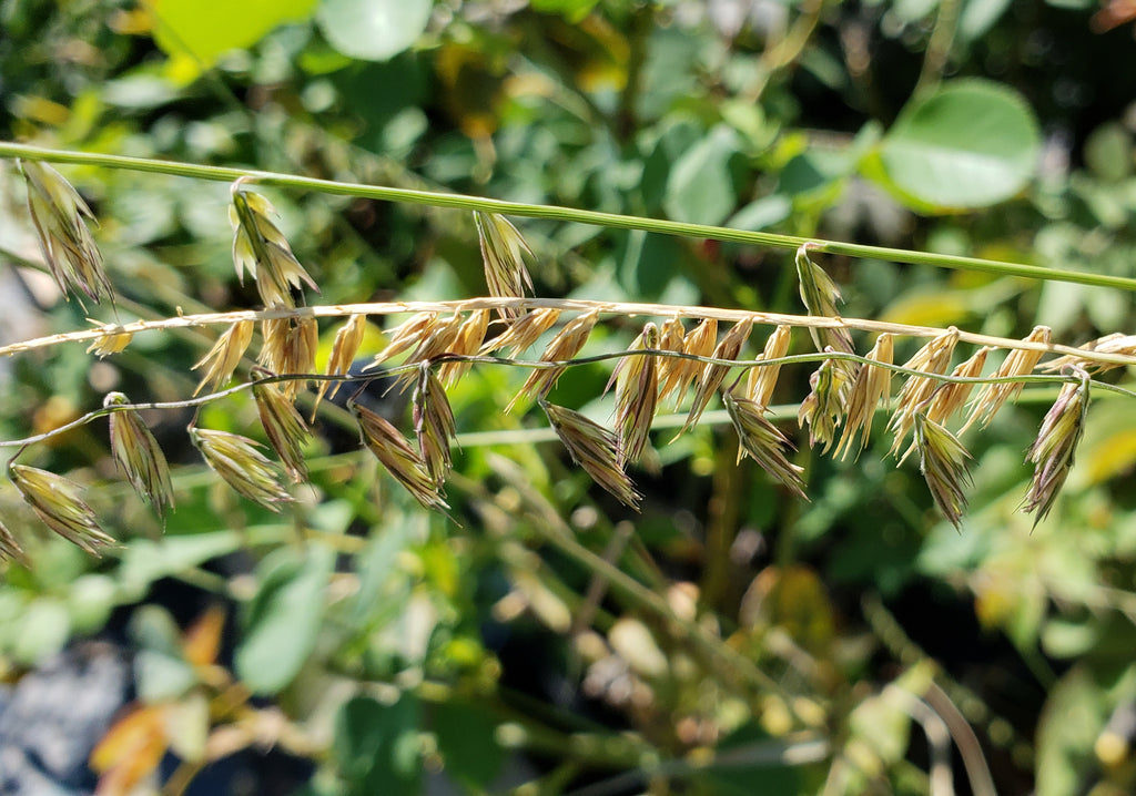 Sideoats grama (Bouteloua curtipendula)