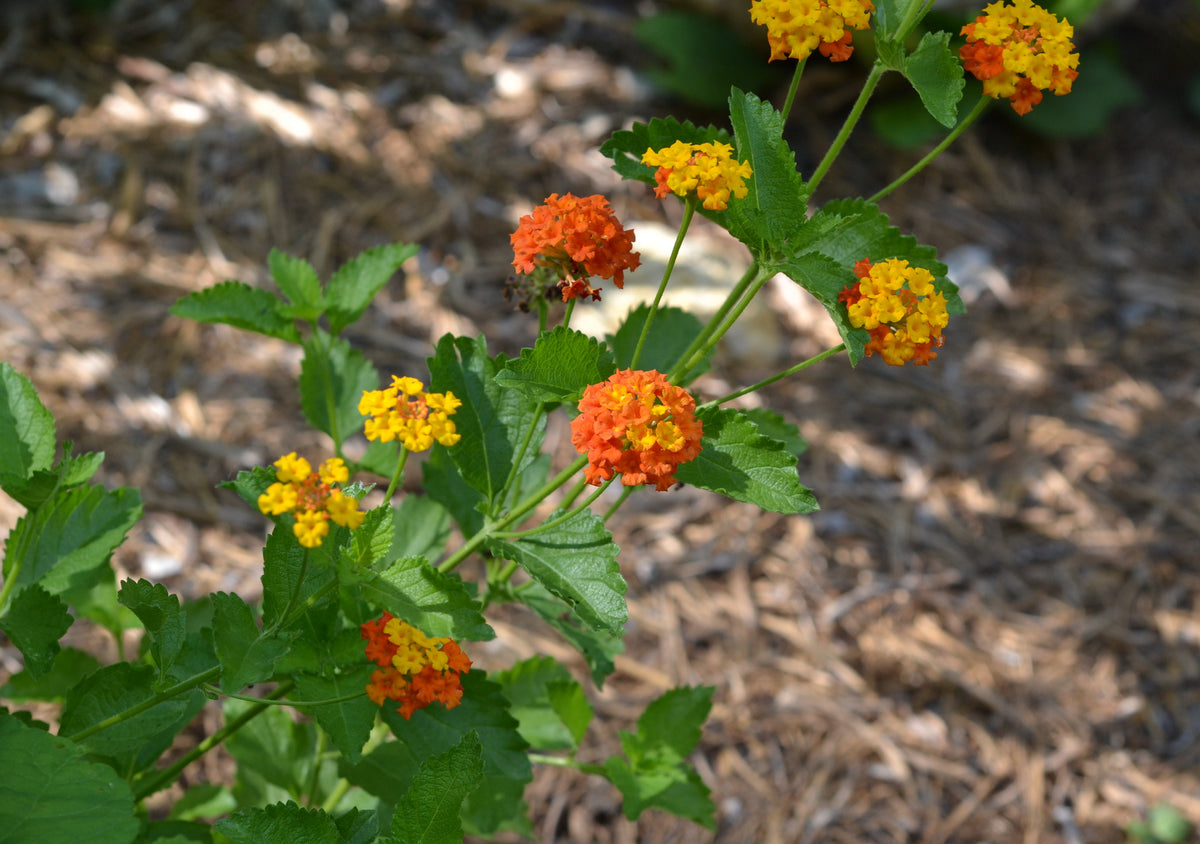 Texas lantana (Lantana urticoides)