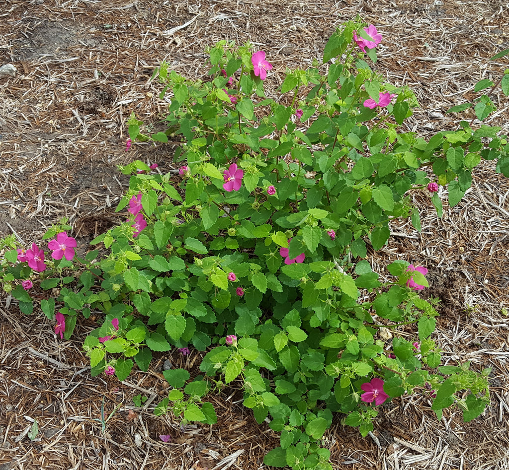 Pavonia lasiopetala (Rock Rose)