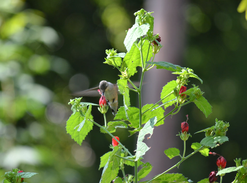 Turk's cap (Malvaviscus arboreus var. drummondii)