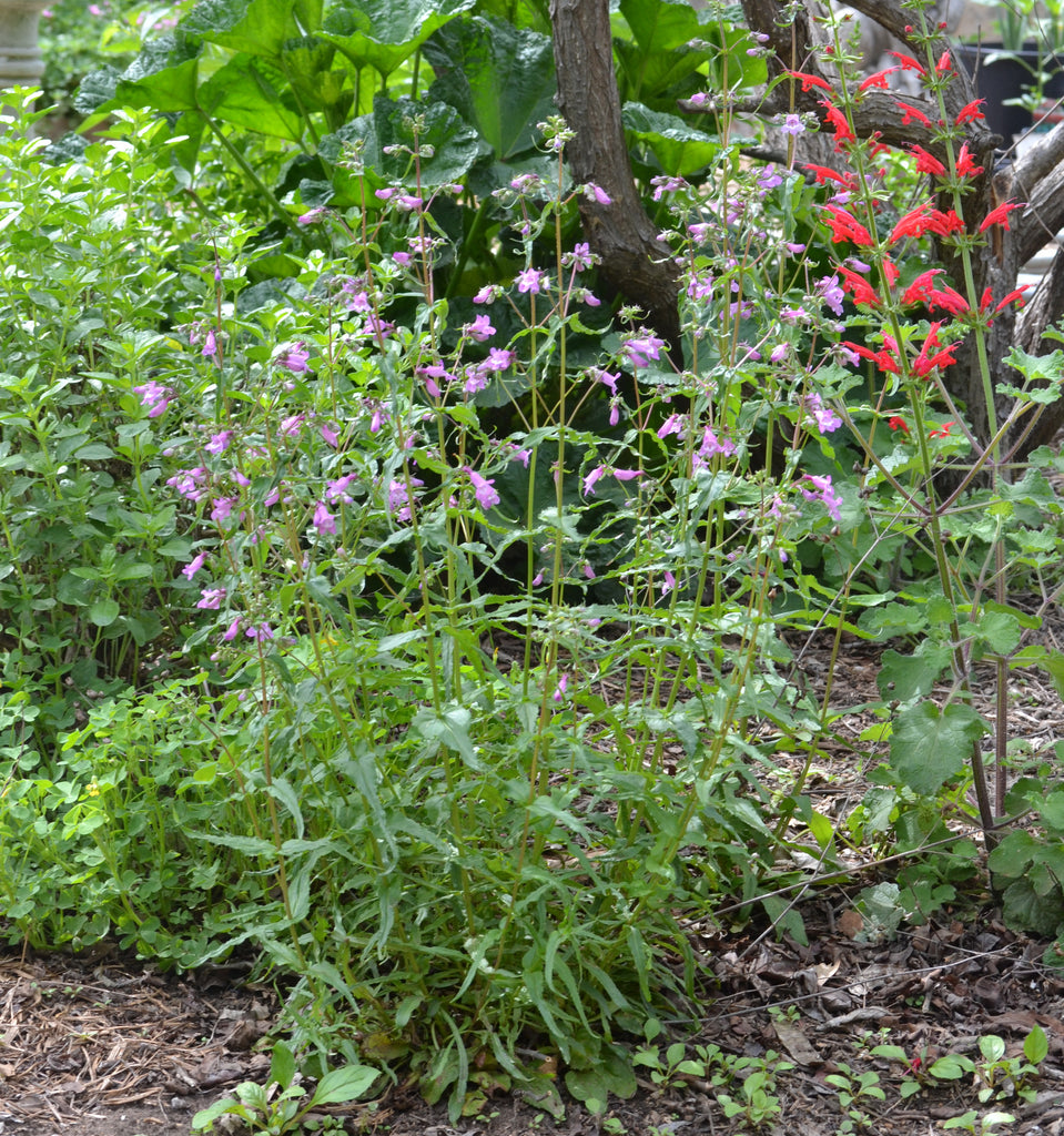 Gulf Coast Penstemon (Penstemon tenuis)